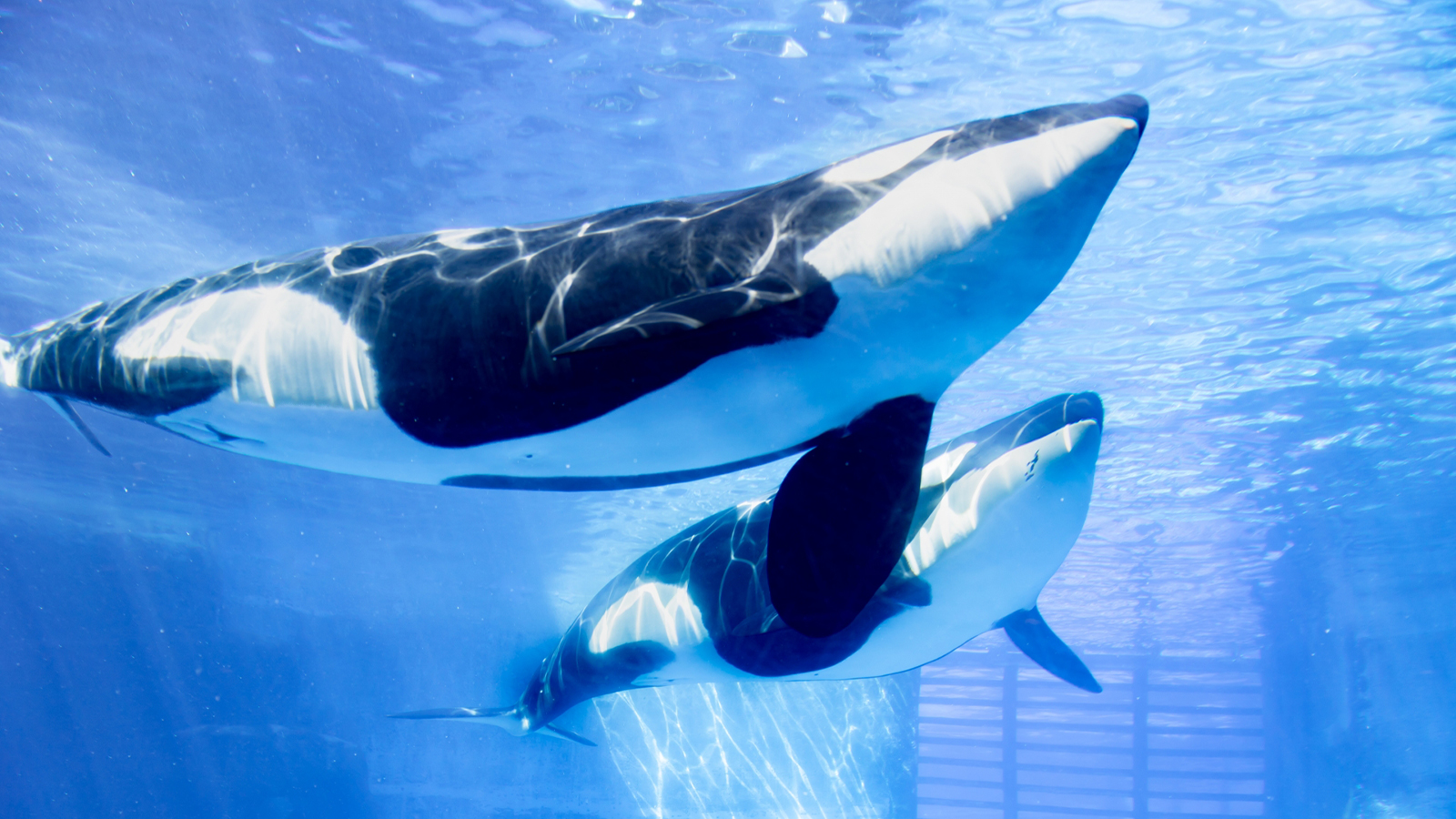 名古屋港水族館
